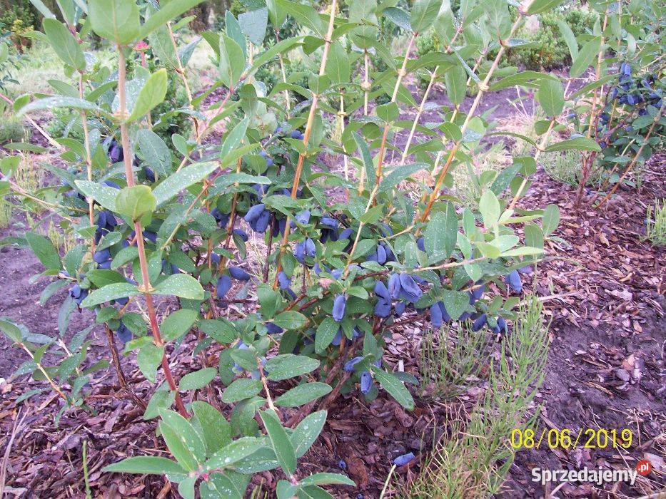 Jagoda Kamczacka Borówka Amerykańska dolnośląskie
