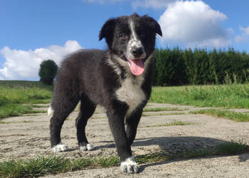 Piękna rasowa suczka BORDER COLLIE z pełną dok. przebadani rodzice