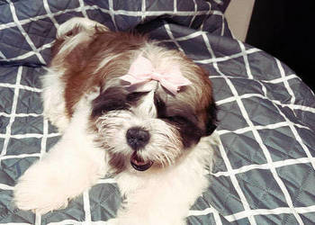 Shih Tzu FCi