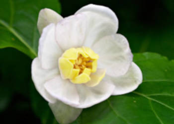 KIELICHOWIEC CHIŃSKI Sinocalycanthus - sadzonki w doniczkach