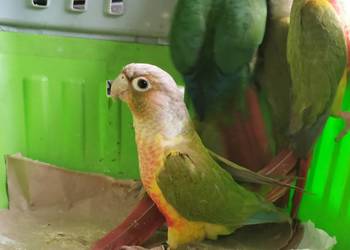 Rudosterka Rudisterki Pineaple Rozne