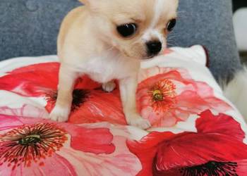 Cudny mini chłopczyk ZKwP FCI