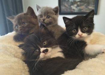 Kocurek brytyjski jak z reklamy Felixa :) z rodowodem FPL\FIFe