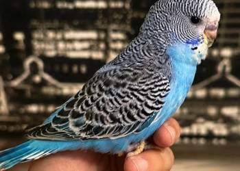 RĘCZNIE KARMIONA Papużka Falista – Oswojony Samiec mutacja:(Skyblue Normal)