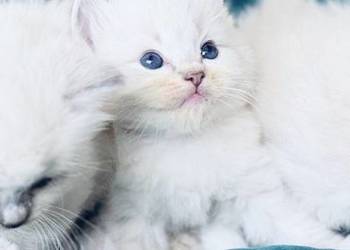 Kocurek ragdoll