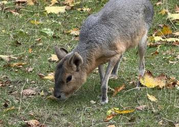 mary patagońskie samiec i samica