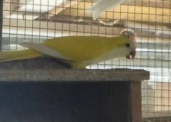 mnicha nizanego 25 rok