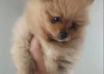 szpic miniaturowy - suczka