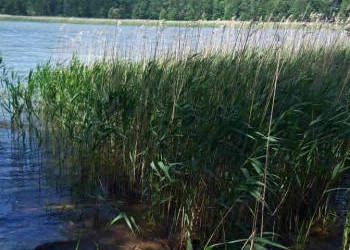 Działka z linią brzegową, siedlisko z sadem i las