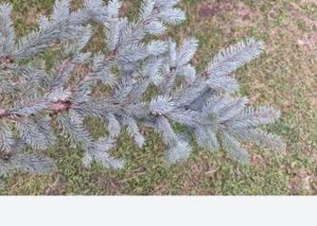 gałązki świerka srebrnego