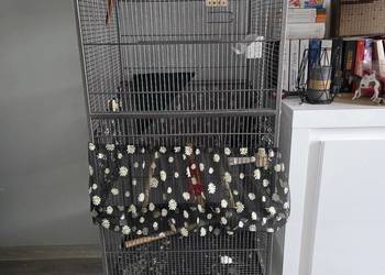 Sprzedam oswojoną rudosterkę z klatką