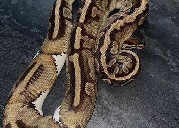 Pyton królewski - dorosła samica - Leopard Pied