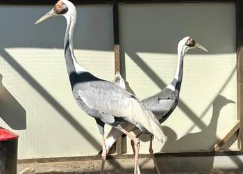 Żuraw białoszyi antigone vipio para samiec samica