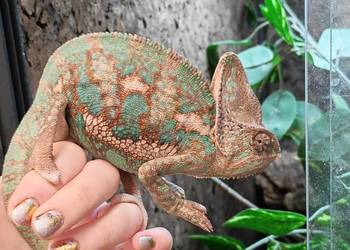 Kameleon lamparci samiec