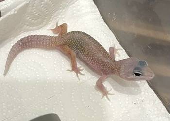Gekon lamparci Blizzard het Tremper