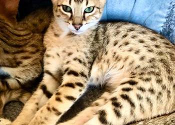 Kocięta Savannah F1