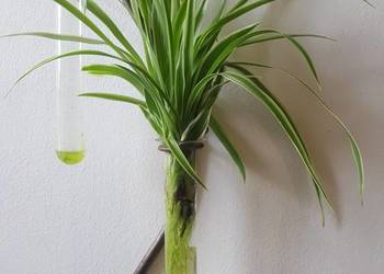 Rośliny doniczkowe - Sansevieria 'Hahnii', zielistki, musa,