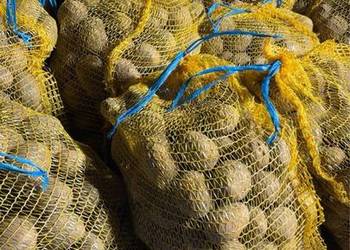 Ziemniaki jadalne żółte Soraya i w rozmiarze sadzeniaka