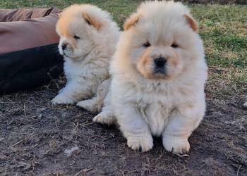CHOW CHOW CZAU CZAU PIĘKNE SZENIĘTA KREMOWE