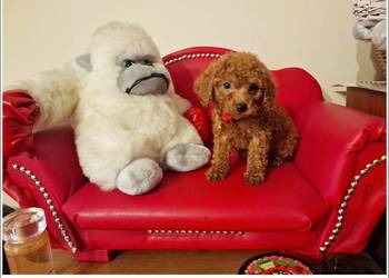 Pudel Pudelek Toy red