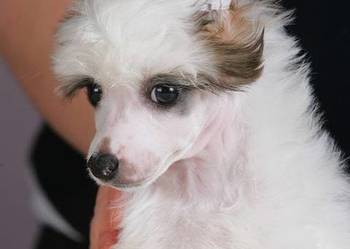 Chiński Grzywacz – Szczenięta na sprzedaż