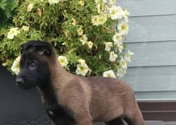 Owczarek belgijski malinois