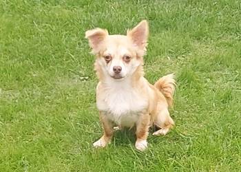 Chihuahua długowłosa szczeniaki!