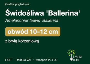 Świdośliwa 'Ballerina' obwód 10-12 cm, z bryłą – HURT