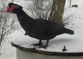 Kaczor piżmowy 2025r.