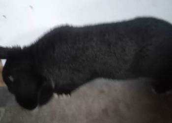 Samiec 7 miesięczny