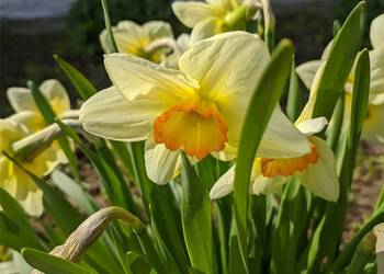 Żonkil Narcyz Biały Sadzonka MIX