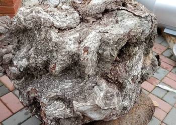 Brzoza czeczot XXXXL