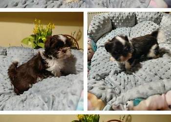 Tybetańskie rozrabiaki