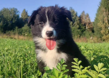 Piękna Rasowa suczka z pełną dok. - Szczeniak BORDER COLLIE z Hodowli