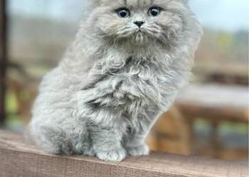 Kocur Brytyjski - liliowy, Rodowód WCF