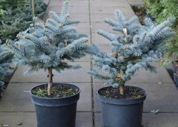 Świerk Gluuca Globosa na niskim pniu Osiny 49a Kępno