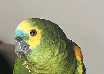 Amazonka niebieskoczelna