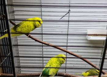 Sprzedam papugi faliste młode z tego roku