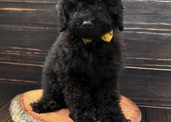 "BENEK" Pudel Miniaturowy