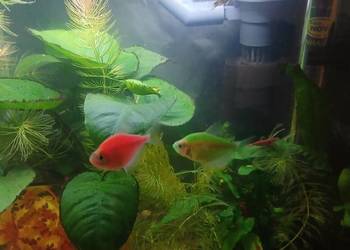 Rybki tetra fluo