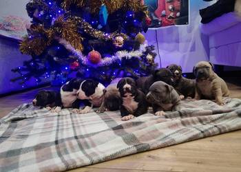 Amstaff suczki i pieski szczeniaki