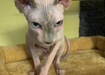 Sfinks Kanadyjski. Do odbioru koteczką. Rodowód.