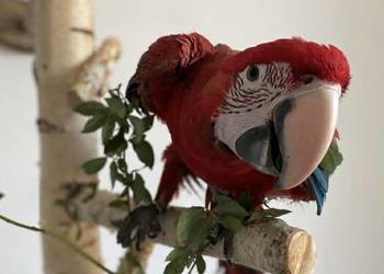 Ara Chloroptera samiec