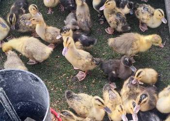 Sprzedam kaczki i gęsi