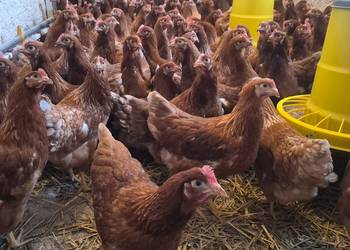 Kury nioski rosa lohman sandy lohman brown