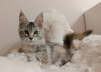 Srebrna Tygryska Maine coon