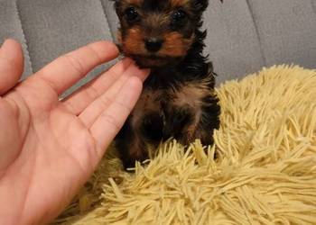 Suczka Yorkshire terrier gotowa do zamiany domu
