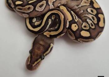 Pyton królewski Mojave Pastel YB 100% het. Piebald samiec