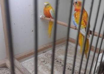 Papugi  łąkówki i lilianki