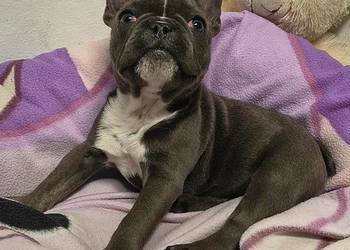 buldog francuski suczka niebieska+paszport